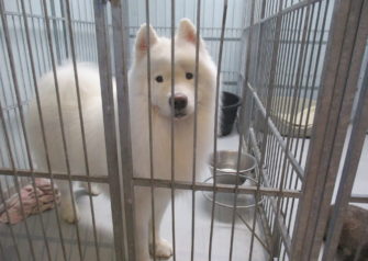 Hundesalon alt for hunden - Din hundesalon i Aalborg