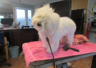 Hundesalon alt for hunden - Din hundesalon i Aalborg
