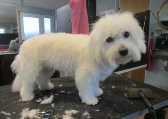 Hundesalon alt for hunden - Din hundesalon i Aalborg