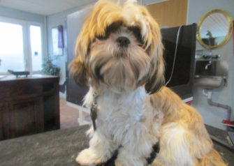 Hundesalon alt for hunden - Din hundesalon i Aalborg
