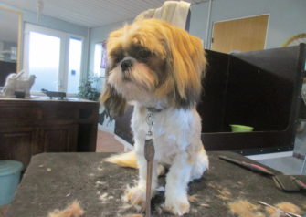 Hundesalon alt for hunden - Din hundesalon i Aalborg