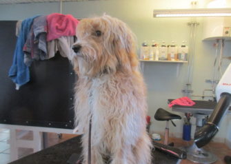 Hundesalon alt for hunden - Din hundesalon i Aalborg