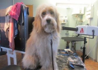 Hundesalon alt for hunden - Din hundesalon i Aalborg