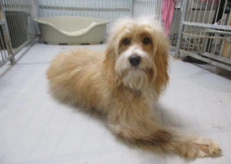 Hundesalon alt for hunden - Din hundesalon i Aalborg