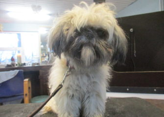 Hundesalon alt for hunden - Din hundesalon i Aalborg