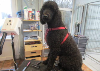 Hundesalon alt for hunden - Din hundesalon i Aalborg