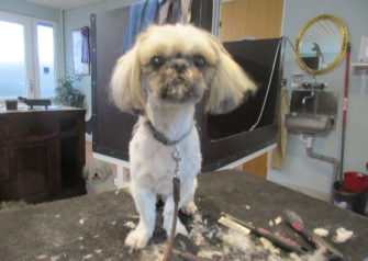 Hundesalon alt for hunden - Din hundesalon i Aalborg