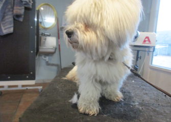 Hundesalon alt for hunden - Din hundesalon i Aalborg
