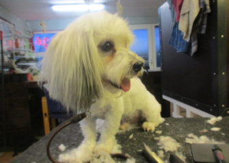 Hundesalon alt for hunden - Din hundesalon i Aalborg