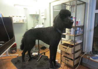 Hundesalon alt for hunden - Din hundesalon i Aalborg
