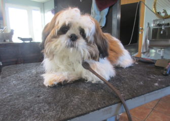 Hundesalon alt for hunden - Din hundesalon i Aalborg