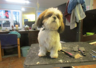 Hundesalon alt for hunden - Din hundesalon i Aalborg