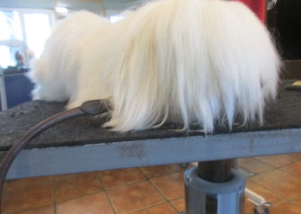Hundesalon alt for hunden - Din hundesalon i Aalborg
