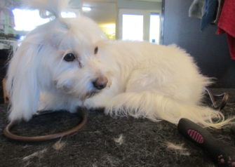 Hundesalon alt for hunden - Din hundesalon i Aalborg