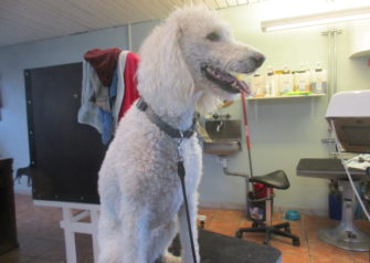Hundesalon alt for hunden - Din hundesalon i Aalborg