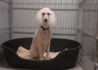 Hundesalon alt for hunden - Din hundesalon i Aalborg