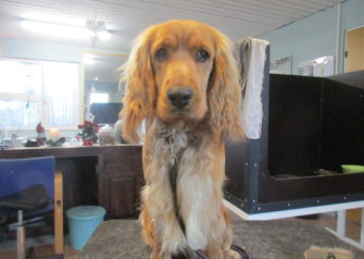 Hundesalon alt for hunden - Din hundesalon i Aalborg