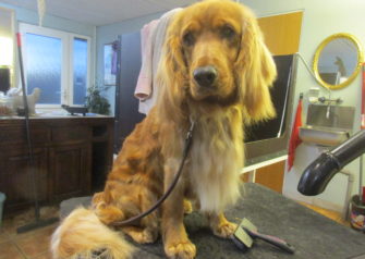 Hundesalon alt for hunden - Din hundesalon i Aalborg