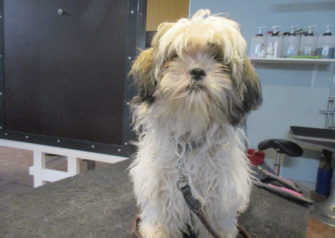 Hundesalon alt for hunden - Din hundesalon i Aalborg