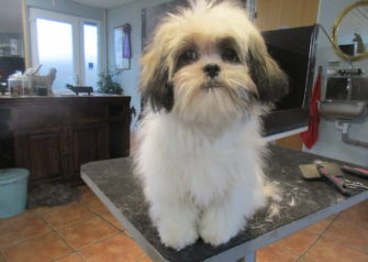Hundesalon alt for hunden - Din hundesalon i Aalborg