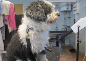 Hundesalon alt for hunden - Din hundesalon i Aalborg