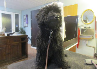 Hundesalon alt for hunden - Din hundesalon i Aalborg
