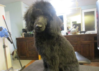 Hundesalon alt for hunden - Din hundesalon i Aalborg