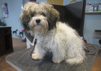 Hundesalon alt for hunden - Din hundesalon i Aalborg