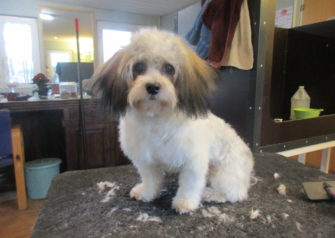 Hundesalon alt for hunden - Din hundesalon i Aalborg