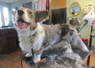 Hundesalon alt for hunden - Din hundesalon i Aalborg