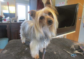 Hundesalon alt for hunden - Din hundesalon i Aalborg