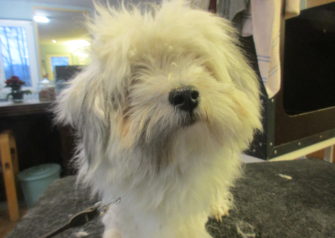 Hundesalon alt for hunden - Din hundesalon i Aalborg