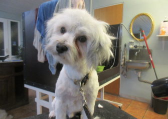 Hundesalon alt for hunden - Din hundesalon i Aalborg