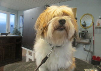 Hundesalon alt for hunden - Din hundesalon i Aalborg