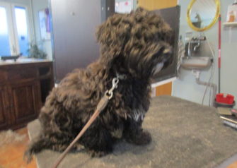 Hundesalon alt for hunden - Din hundesalon i Aalborg