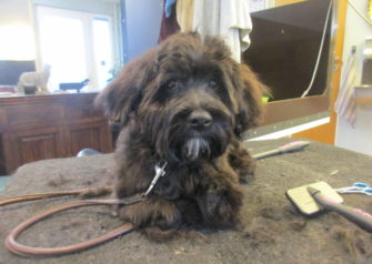 Hundesalon alt for hunden - Din hundesalon i Aalborg