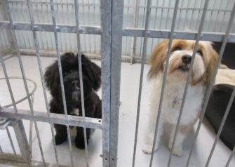 Hundesalon alt for hunden - Din hundesalon i Aalborg