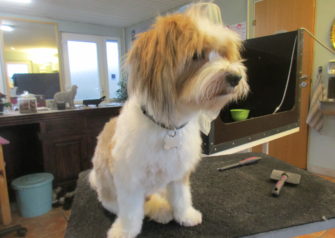 Hundesalon alt for hunden - Din hundesalon i Aalborg