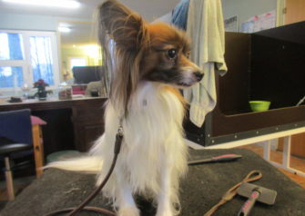 Hundesalon alt for hunden - Din hundesalon i Aalborg