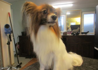 Hundesalon alt for hunden - Din hundesalon i Aalborg