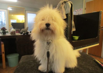 Hundesalon alt for hunden - Din hundesalon i Aalborg