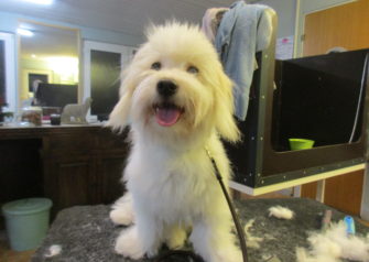 Hundesalon alt for hunden - Din hundesalon i Aalborg