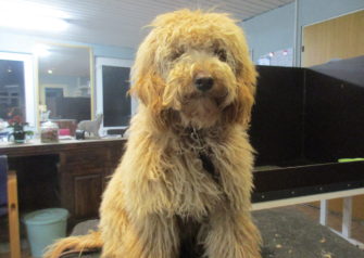 Hundesalon alt for hunden - Din hundesalon i Aalborg