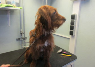 Hundesalon alt for hunden - Din hundesalon i Aalborg