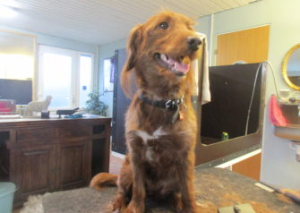 Hundesalon alt for hunden - Din hundesalon i Aalborg