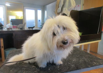 Hundesalon alt for hunden - Din hundesalon i Aalborg