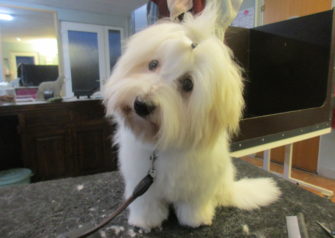 Hundesalon alt for hunden - Din hundesalon i Aalborg