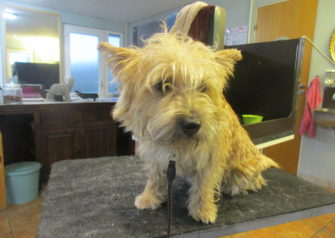 Hundesalon alt for hunden - Din hundesalon i Aalborg