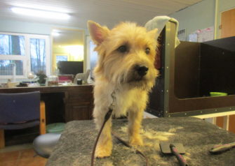 Hundesalon alt for hunden - Din hundesalon i Aalborg