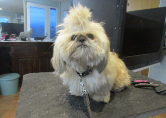 Hundesalon alt for hunden - Din hundesalon i Aalborg